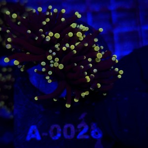 Euphyllia Glabrescens Black Torch WYSIWYG #A0028