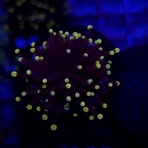 Euphyllia Glabrescens Black Torch WYSIWYG #E0023