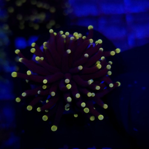 Euphyllia Glabrescens Black Torch WYSIWYG #E0023