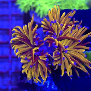 Euphyllia Glabrescens 24K Ultra Gold (2 głowy) WYSIWYG #A0185