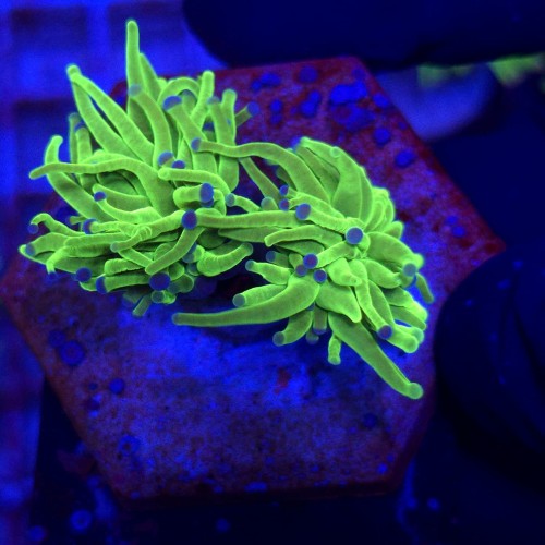 Euphyllia Glabrescens Green Blue tips (2 głowy) WYSIWYG #E0198