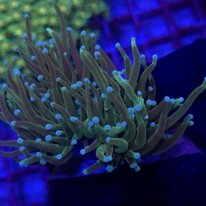 Euphyllia Glabrescens Green white tips (2 głowy) WYSIWYG #A0146