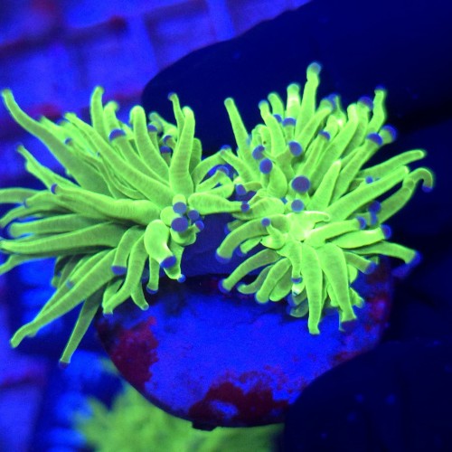Euphyllia Glabrescens Green Blue tips (2 głowy) WYSIWYG #E0090