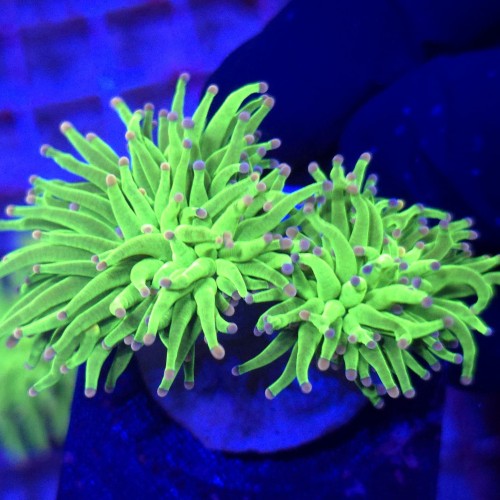 Euphyllia Glabrescens Pink Tips (2 głowy) WYSIWYG #E0035