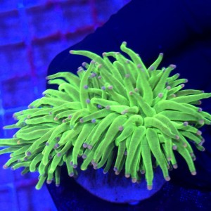 Euphyllia Glabrescens Pink Tips (2 głowy) WYSIWYG #A0015
