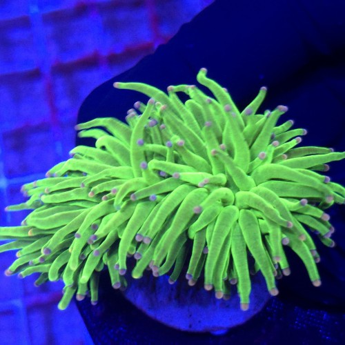 Euphyllia Glabrescens Pink Tips (2 głowy) WYSIWYG #A0015