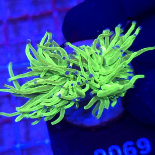 Euphyllia Glabrescens Green Blue tips (2 głowy) WYSIWYG #A0069