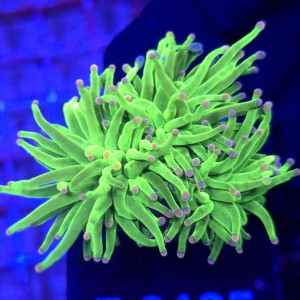Euphyllia Glabrescens Pink Tips (2 głowy) WYSIWYG #E0105