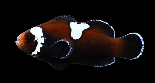 Czarny clownfish z białymi łatami.png