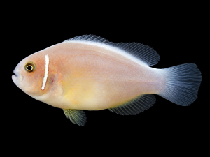 Amphiprion sandaracinos – Orange Skunk Clownfish | DJM Bred