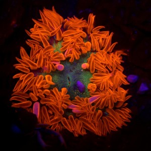 Epicystis crucifer (Ultra) | Rock Flower Anemone – Ukwiał kwiatowy Ultra