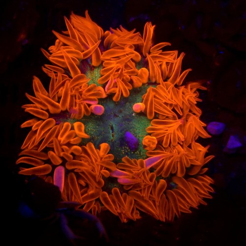 Epicystis crucifer (Ultra) | Rock Flower Anemone – Ukwiał kwiatowy Ultra