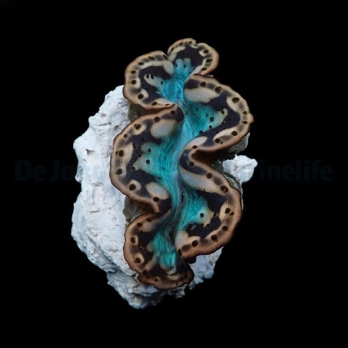 Tridacna maxima (Yellow-Gold) | Małż olbrzymi