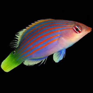 Pseudocheilinus hexataenia (M) – wargacz sześciopasy | Six Line Wrasse