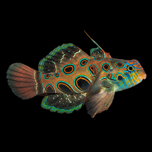 Synchiropus picturatus (M) – mandaryn plamisty | Spotted Mandarin