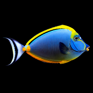 Naso elegans (L) – Blonde Naso Tang | Pokolec