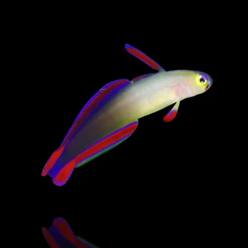 Nemateleotris decora – Purple Firefish