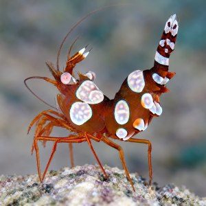 Thor amboinensis (M) – Sexy Shrimp | Krewetka morska