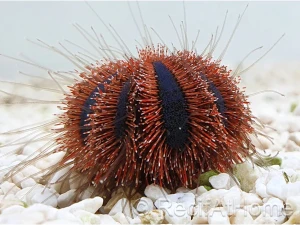 Mespilia globulus Red Spines – jeżowiec z czerwonymi kolcami