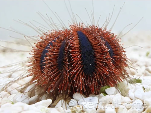 Mespilia globulus Red Spines – jeżowiec z czerwonymi kolcami