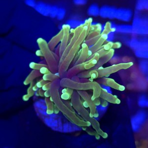 Euphyllia Glabrescens Highlighter WYSIWYG #E0033