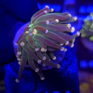 Euphyllia glabrescens Green Joker WYSIWYG #A0164