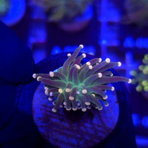 Euphyllia glabrescens Green Joker WYSIWYG #B0378