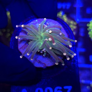 Euphyllia glabrescens Green Joker WYSIWYG #A0067