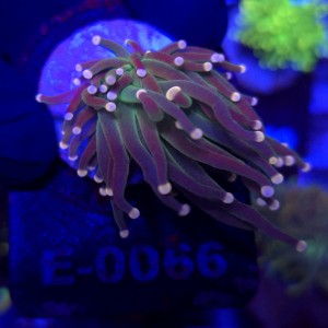 Euphyllia glabrescens Green Joker WYSIWYG #E0066